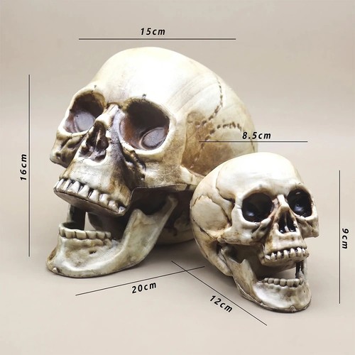 Human skull replica resin - human,