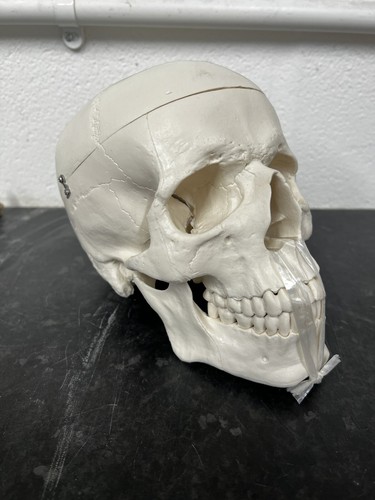 Life size human - size, skull