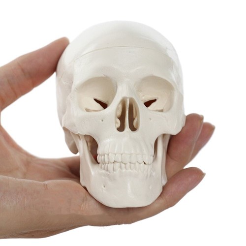 Skull model human - skull, head